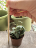 輪葉豆瓣綠盆栽白脈椒草室內稀有奇特四季常青觀(guān)植物北歐風(fēng)耐陰 1盆輪葉豆瓣綠原盆原土/送肥料 曬單實(shí)拍圖