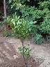 橘子苗樹(shù)純甜黃金貢柚果樹(shù)果苗南北方種植庭院大樹(shù)苗客廳盆栽果樹(shù) 6年苗【當年結果】 包成活 81cm(含)-110cm(含) 曬單實(shí)拍圖