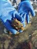 京東京造 趕海工具 沙灘神器挖鏟土種菜鐵鍬鋤頭水桶鏟子夾子【碳鋼材質(zhì)】 曬單實(shí)拍圖