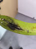 精品云南香蕉高山香蕉現(xiàn)摘新鮮水果甜生青香蕉banana自然熟綠皮 精品高山蕉 9斤 曬單實(shí)拍圖