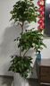 植男植女幸福樹(shù)造型綠寶盆栽真綠植客廳室內大型綠植辦公喬遷新居源頭直發(fā) 曬單實(shí)拍圖