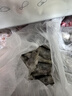 東上御品蝦 青島大蝦基圍蝦鮮活青蝦白蝦海蝦對蝦冰蝦凍蝦生鮮 蝦類(lèi) 海鮮 3斤(凈重)  氣凍大蝦【活蝦速凍】 15-18cm【單只超大蝦】 曬單實(shí)拍圖