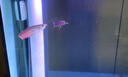 樂(lè )淘逸寵銀龍魚(yú)活體大中型熱帶觀(guān)賞魚(yú)魚(yú)缸寵物淡水風(fēng)水魚(yú)發(fā)財魚(yú)金龍魚(yú) 18-20cm七彩銀龍1條順豐 曬單實(shí)拍圖