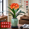 開時(shí)果 高端造型盆景精品好養(yǎng)植物 君子蘭盆栽四季懶人綠植源頭直發(fā)包郵 君子蘭（福字青釉盆+底托） 曬單實(shí)拍圖