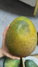 沐小七果蔬 四川攀枝花凱特芒果 【多地次日達】大青皮芒果新鮮水果中秋禮盒 9A級巨無(wú)霸丨單果600-700g【純甜】 9斤【高端精美禮盒】?jì)?斤丨送禮有面 曬單實(shí)拍圖