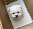 朵蔓純種比熊幼犬小型活物雙血統(tǒng)飛耳卷毛比熊犬家養(yǎng)寵物狗長不大可愛 血統(tǒng)級 比熊 母 曬單實拍圖