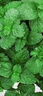 京云夢(mèng)薄荷盆栽陽(yáng)臺可食用香草驅蚊蟲(chóng)綠植四季室內室外棱形源頭直發(fā) 曬單實(shí)拍圖