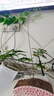 文竹盆栽綠植花卉盆景植物室內客廳水培文松云竹文竹大苗四季常青 文竹【1顆】原盆原土球發(fā)貨 高度15-25cm 曬單實(shí)拍圖