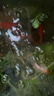 紅國獅金魚(yú)冷水魚(yú)鴻運當頭鶴頂鎏金金魚(yú)苗獅子頭好養耐活淡水金魚(yú) 丹頂+國獅+紅白獅8-10cm各2條 曬單實(shí)拍圖