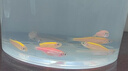 卡奇魚(yú) 斑馬魚(yú) 淡水魚(yú) 觀(guān)賞魚(yú) 小型觀(guān)賞魚(yú) 熱帶魚(yú) 蝶翼斑馬熒光好養易活 糖果斑馬10條1.5-2.5cm最少3種色 曬單實(shí)拍圖