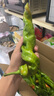 新鮮螺絲椒辣椒即食皮薄微辣特辣尖椒隴椒帶箱 3斤普通裝3斤 曬單實(shí)拍圖