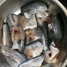 京喜加鲅魚(yú)段馬鮫魚(yú)段鮮活冷凍包冰15%深海魚(yú)中段切片青島鲅魚(yú)海鮮批發(fā) 【8斤裝】鲅魚(yú)塊批發(fā) 4/6兩切段 曬單實(shí)拍圖