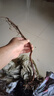 特大葡萄樹(shù)苗巨峰無(wú)籽陽(yáng)光玫瑰耐寒爬藤南北方種植葡萄苖當年結果 五年苗美人指（帶土發(fā)貨） 60cm(含)-69cm(含) 曬單實(shí)拍圖