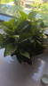 雙盟綠蘿盆栽除甲醛花卉綠植辦公室新房?jì)艋諝?80加侖2盆裝源頭直發(fā) 曬單實(shí)拍圖