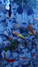 金魚(yú)活體觀(guān)賞魚(yú)錦鯉草金魚(yú)冷水魚(yú)黑金錦鯉黃金錦鯉白金錦鯉小型魚(yú) 6-8cm黑+白+黃+紅【共4條】 曬單實(shí)拍圖