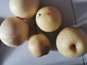 正宗河北皇冠梨 產(chǎn)地直發(fā) 現摘現發(fā) 脆甜多汁梨子整箱新鮮水果 皇冠梨凈重3斤 曬單實(shí)拍圖