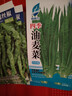 四季播種油麥菜種子家庭種菜盆栽田園地栽菜種籽易成活蔬菜種子 油麥菜種子【5包約12500?！?原廠封裝 曬單實拍圖
