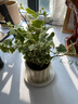 雪瑩常春藤白化愛(ài)心葉稀有綠植辦公室內植物盆栽四季吸甲醛花卉 雪瑩常春藤+提拉米蘇/瓷盆 帶盆栽好 曬單實(shí)拍圖