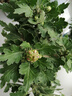 九月菊花苗帶花苞四季大菊花荷蘭菊盆栽菊花苗帶花苞綠植室內花卉 紫秀球【帶花苞 大菊花】 原土發(fā)貨 曬單實(shí)拍圖