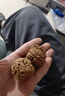 彩荷 文玩核桃麻核桃獅子頭四座樓官帽白獅子把玩核桃手把件送男士 四座樓獅子頭(約36-38mm) 曬單實(shí)拍圖