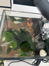 千潯水族桌面魚缸小型魚缸辦公室桌面迷你小魚缸微景觀自循環(huán)造景全套家用 150*150*200mm（送造景大禮包） 曬單實拍圖