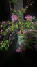 長(cháng)萬(wàn)家花架置物架陽(yáng)臺鐵藝懸掛欄桿花架多肉收納花盆擺放綠蘿裝飾架 圓角100*25*12cm 曬單實(shí)拍圖