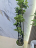 大型盆栽各種植物發(fā)財樹(shù)金錢(qián)樹(shù)綠蘿慶典喬遷盆景綠植辦公室內客廳 造型鴨腳木1.2-1.4米【聚寶盆】 含盆 曬單實(shí)拍圖