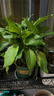 沭之美萬(wàn)年青喬遷送禮辦公室盆栽綠植萬(wàn)年青35CM高+塑料加侖盆 源頭直發(fā) 曬單實(shí)拍圖