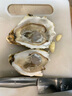 【半斤大】鮮活大冷水生蠔230-300g/個(gè)  曬單實(shí)拍圖