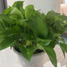 行湘綠蘿盆栽水培綠植新房除甲醛植物 180#原盆4盆+吸水盆 源頭直發(fā) 曬單實(shí)拍圖