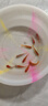 長尾大紅草金魚鳳尾活魚冷水觀賞魚好養(yǎng)耐活淡水魚紅草魚短尾草金 6-8cm紅草金10條 曬單實(shí)拍圖