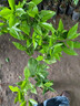 呆果丁融安脆蜜金桔樹(shù)樹(shù)苗四季廣西脆皮可食用果樹(shù)橘子樹(shù)盆栽陽(yáng)臺水果苗 純甜脆蜜金桔2年苗（適合大批量種植）死苗包賠 曬單實(shí)拍圖