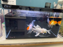 當貝智能生態(tài)魚(yú)缸1SUltra 一體缸自循環(huán)雙過(guò)濾AI托養懶人家用桌面魚(yú)缸 曬單實(shí)拍圖