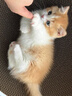 中華田園貓橘貓貍花奶牛白貓黑貓三花貓活體活物寵物幼崽活幼體 田園級 網(wǎng)紅橘貓幼崽 母 曬單實(shí)拍圖