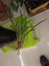 華香園蘭花 【白雪冰心】 春蘭 蘭花苗 濃幽香型 辦公室內耐陰盆栽花卉 白雪冰心2苗裸根不帶花苞 曬單實(shí)拍圖