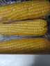 京鮮生 東北黃糯玉米260g*10棒 新鮮甜糯玉米棒真空包裝粘玉米 源頭直發(fā) 曬單實(shí)拍圖