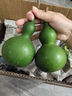 臨雅翡翠葫蘆擺件云南天然新鮮佛手柑鮮果植物觀(guān)賞桌面福祿聞香櫞托盤(pán) 翡翠葫蘆小號1個(gè) 曬單實(shí)拍圖