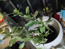 臨雅繡球花苗盆栽室內(nèi)陽(yáng)臺(tái)庭院植物四季開(kāi)花卉無(wú)盡夏帶花苞耐寒老樁秀 【花期帶花】太陽(yáng)神殿 曬單實(shí)拍圖
