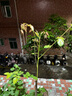 駿灝買(mǎi)1送2 玉蘭花樹(shù)苗四季開(kāi)花庭院盆栽白紫廣玉蘭樹(shù)苗矮化耐寒超矮 紫玉蘭 8年苗當年開(kāi)花爆滿(mǎn)1送2發(fā)3顆哦 曬單實(shí)拍圖