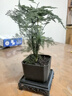 佰花錦文竹桌面盆栽新中式綠植辦公室客廳盆景茶臺臥室好養綠植花卉植物 【送方底座】文竹+pvc舍得盆+黑沙石鋪面 20-30cm 曬單實(shí)拍圖