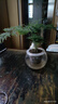 文竹盆栽室內(nèi)客廳植物花卉辦公室綠植桌面凈化空氣創(chuàng)意小盆景原盆 精選小文竹【15-22cm高】3盆+育苗盤 曬單實拍圖