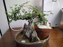 300天花期福建茶老樁盆栽造型好養室內辦公桌面植物中式禪意盆景 飄枝福建茶+基地原盆 曬單實(shí)拍圖