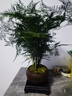 幼薇文竹盆栽植物室內(nèi)綠化四季迷你辦公室綠植擺件桌面好養(yǎng)創(chuàng)意小盆景 文竹+舍得小紫砂盆+圓形底盤 帶盆栽好 曬單實(shí)拍圖