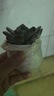 沭之美多肉植物肉肉室內桌面盆栽 橙夢(mèng)露+小米缸陶瓷盆 2盆 源頭直發(fā) 曬單實(shí)拍圖