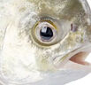 1號會(huì )員店（One's Member）甄選海南二去金鯧魚(yú)去鰓去內臟生鮮魚(yú)類(lèi) 海鮮水產(chǎn) 700g/2條裝 曬單實(shí)拍圖