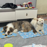 瘋狂小狗中大型犬狗糧成幼犬10kg寵物金毛彩虹魔方牛肉&青口貝犬糧20斤 曬單實(shí)拍圖