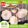 寶菜大蒜紫皮蒜頭25年山東金鄉(xiāng)地標(biāo)產(chǎn)品帶皮干蒜產(chǎn)地源頭直發(fā)包郵 精品大果-凈重1.8斤裝 單果5.5cm 曬單實(shí)拍圖