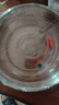中國紅冷水淡水觀(guān)賞魚(yú)錦鯉魚(yú)活魚(yú)金魚(yú)小型好養紅鯉魚(yú)純種小錦鯉 4-6CM紅草金一條 曬單實(shí)拍圖