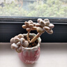 必品閣（bibigo）玉米蔬菜豬肉水餃 1200g 約48只 早餐夜宵速凍餃子 曬單實(shí)拍圖