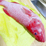 海澤鮮 海捕東星斑 深海燕尾老虎斑鮮活凍龍膽石斑魚(yú)生鮮魚(yú)類(lèi)中秋送禮 海捕東星斑 1- 1.2斤 /條 曬單實(shí)拍圖
